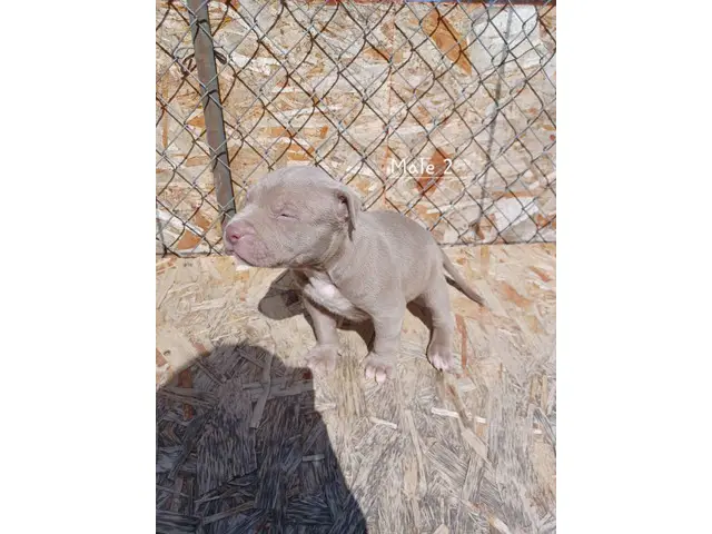 Blue Fawn Pitbull Puppies - 2/12
