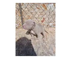 Blue Fawn Pitbull Puppies - 2