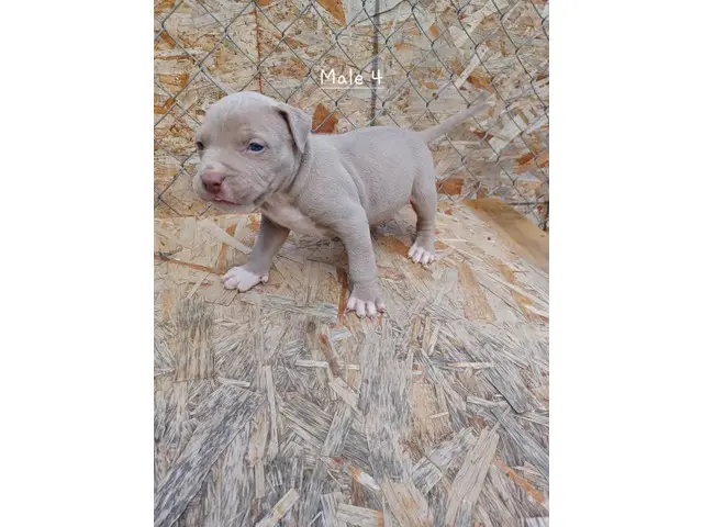 Blue Fawn Pitbull Puppies - 3/12