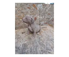 Blue Fawn Pitbull Puppies - 4