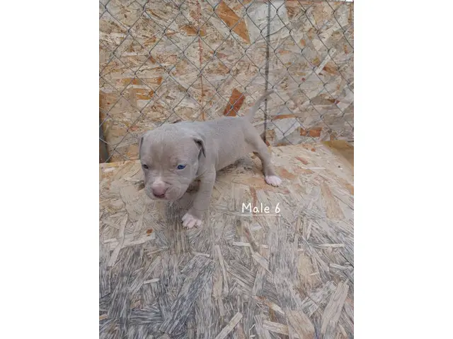Blue Fawn Pitbull Puppies - 5/12
