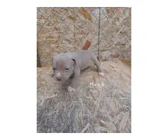 Blue Fawn Pitbull Puppies - 5