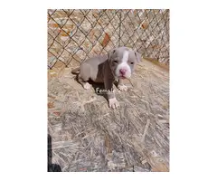 Blue Fawn Pitbull Puppies - 7