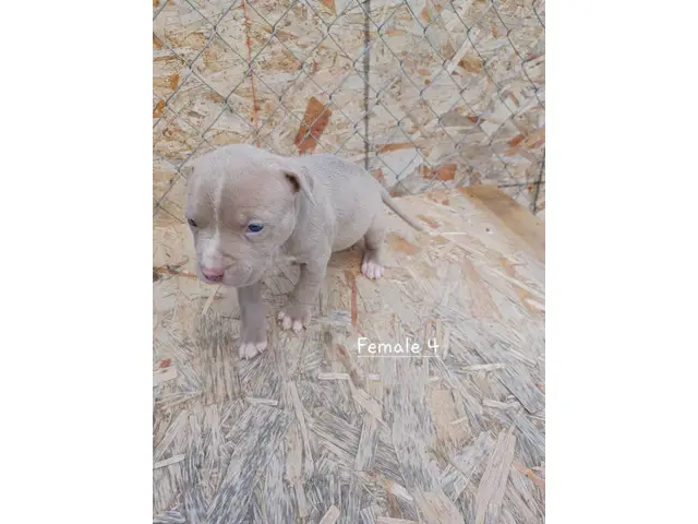 Blue Fawn Pitbull Puppies - 9/12