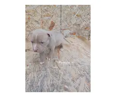 Blue Fawn Pitbull Puppies - 9