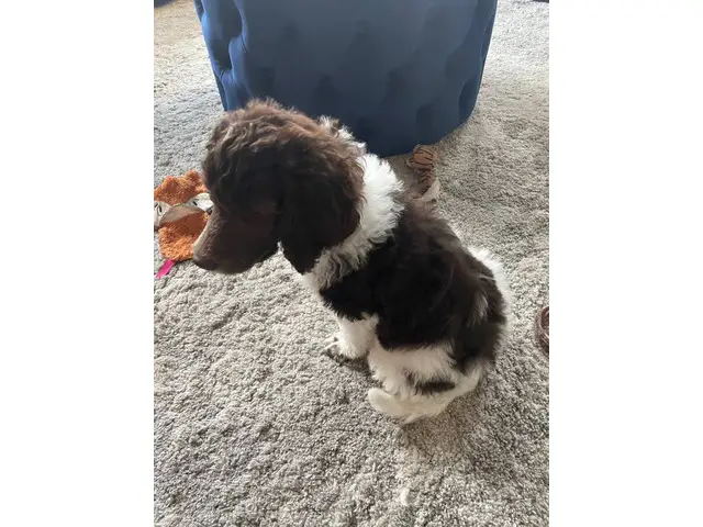 9 weeks old Standard Poodle Puppy - 1/6