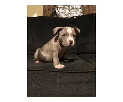 3 male and 3 female XL American Bully Puppies - 2