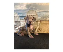 3 male and 3 female XL American Bully Puppies - 7