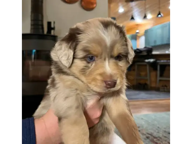 5 Aussie Puppies ready on Easter - 2/6