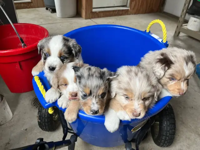 5 Aussie Puppies ready on Easter - 5/6
