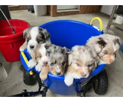 5 Aussie Puppies ready on Easter - 5