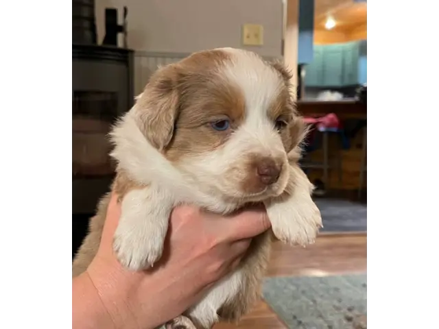 5 Aussie Puppies ready on Easter - 6/6