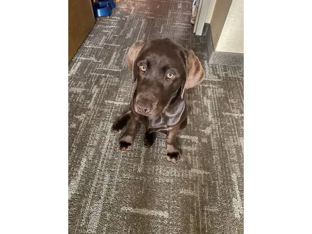 Chocolate Lab puppy in search of loving home - 1/4
