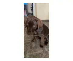 Chocolate Lab puppy in search of loving home - 2