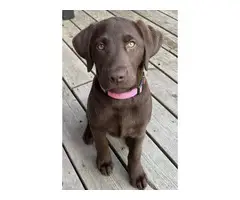 Chocolate Lab puppy in search of loving home - 3