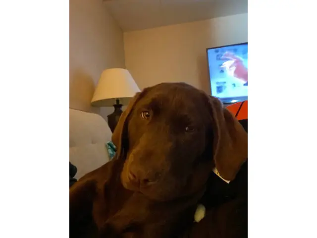 Chocolate Lab puppy in search of loving home - 4/4