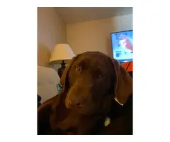 Chocolate Lab puppy in search of loving home - 4