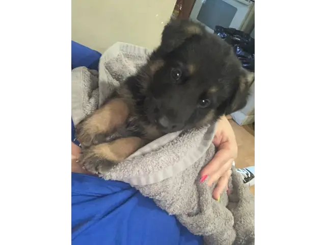 7 Purebred German Shepherd Puppies Available - 1/10