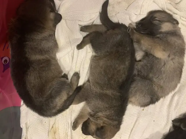 7 Purebred German Shepherd Puppies Available - 2/10