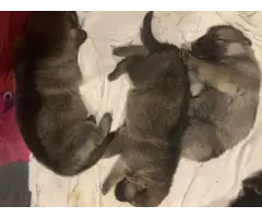 7 Purebred German Shepherd Puppies Available - 2