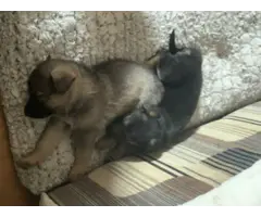 7 Purebred German Shepherd Puppies Available - 3