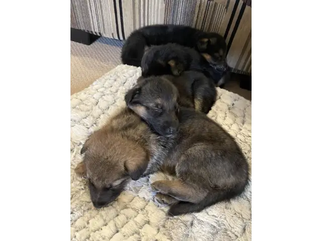 7 Purebred German Shepherd Puppies Available - 8/10
