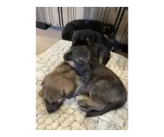 7 Purebred German Shepherd Puppies Available - 8