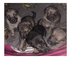 7 Purebred German Shepherd Puppies Available - 9