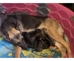 7 Purebred German Shepherd Puppies Available - 10