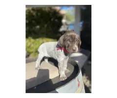 German Shorthaired Pointer Puppies for Sale - 2