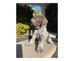 German Shorthaired Pointer Puppies for Sale - 4