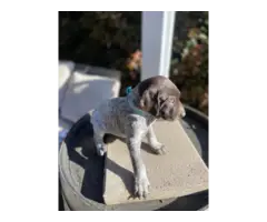 German Shorthaired Pointer Puppies for Sale - 5
