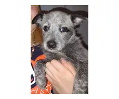 7-week-old full-blooded Blue Heeler/Red Heeler puppies for sale - 2