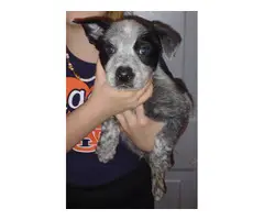 7-week-old full-blooded Blue Heeler/Red Heeler puppies for sale - 3