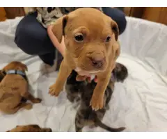 Male Catahoula Pitbull Mix Puppy - 2