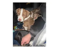Pitbull puppies in need of new homes