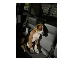 Pitbull puppies in need of new homes - 3