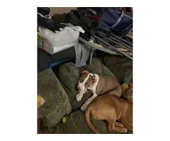Pitbull puppies in need of new homes - 4