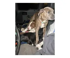 Pitbull puppies in need of new homes - 6