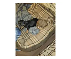 Black/tan male and tan female Dachshund puppies