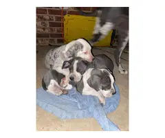 5 Beautiful Daniff Puppies - 7
