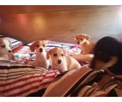 3 little girl Chiweenie Puppies
