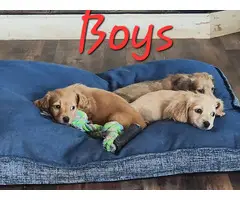 3 adorable male dachshund puppies - 13
