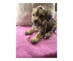 Female Yorkshire Terriers - 5