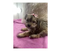 Female Yorkshire Terriers - 6