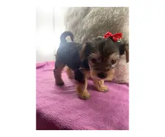 Female Yorkshire Terriers - 9