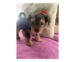 Female Yorkshire Terriers - 10