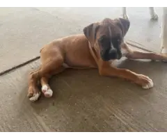 2 male Boxer puppies for sale - 2