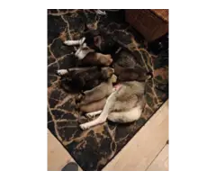 5 boy and 2 girl pitsky puppies - 7