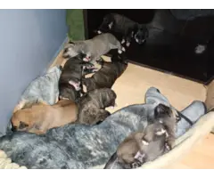 5 boy and 2 girl pitsky puppies - 8